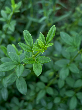 绿色植物嫩芽特写