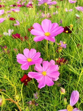 格桑花