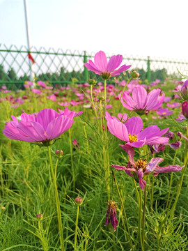 格桑花