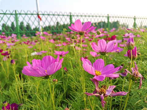 花海