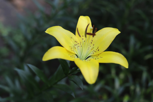 一朵盛开的黄百合花朵特写