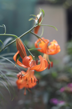 野百合花朵特写