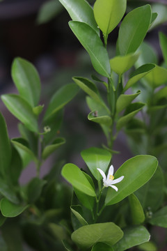 橘子开花