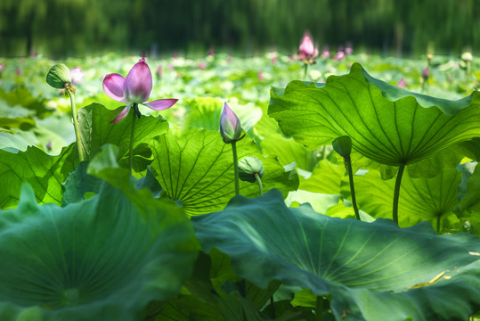 西湖荷花