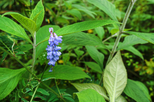 野豌豆