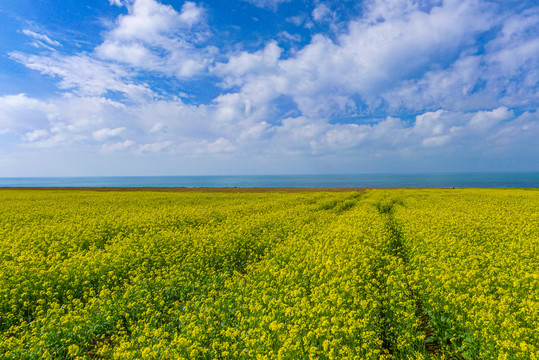 青海湖油菜花