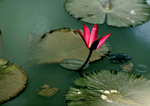 水面睡莲