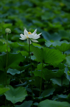 一朵白莲花