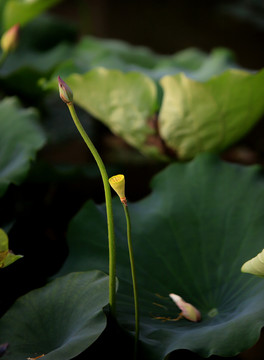 荷苞花蕊