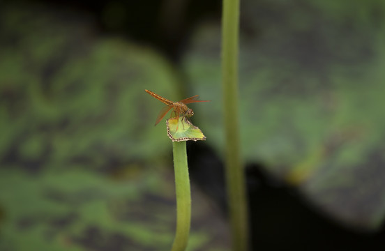 红蜻蜓