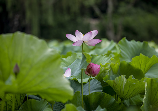 荷花