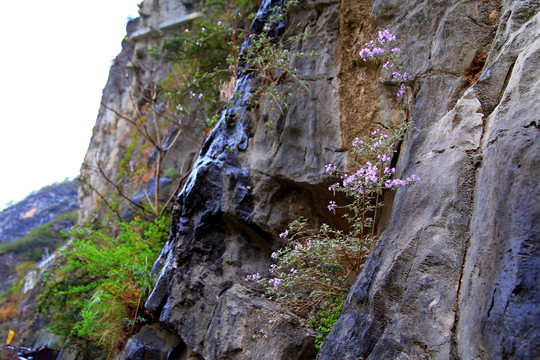 明月峡山花