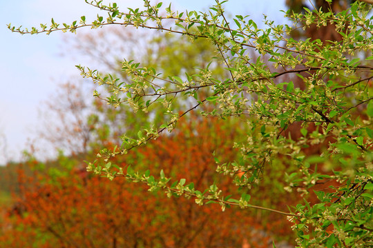 橡子树花枝