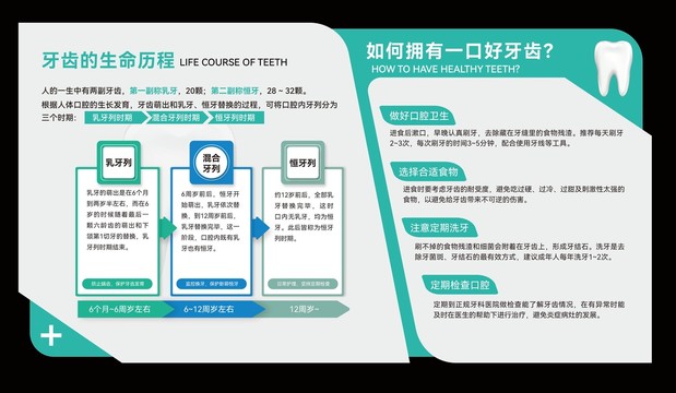 医院口腔科牙齿生命历程文化墙