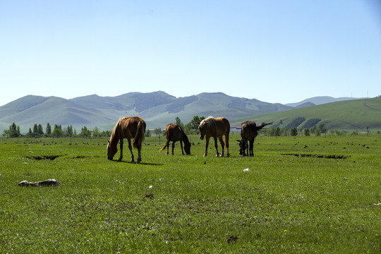 草原牧场的动物和风景