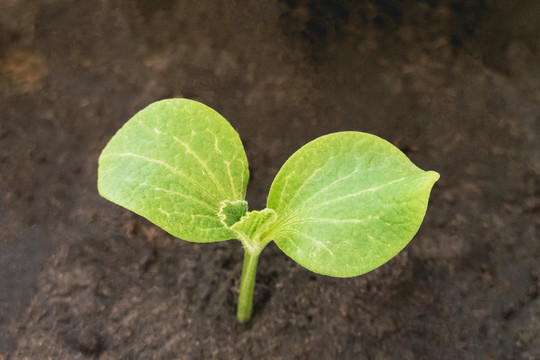 植物发芽