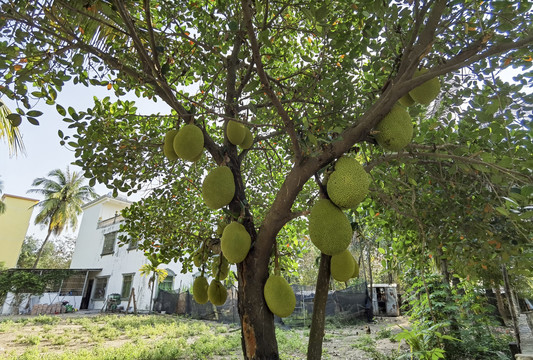 热带水果菠萝蜜