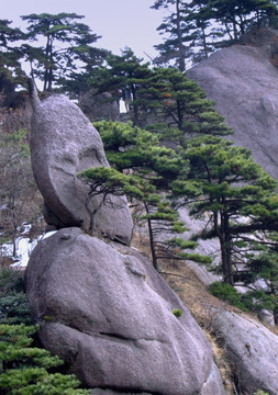 黄山石黄山松