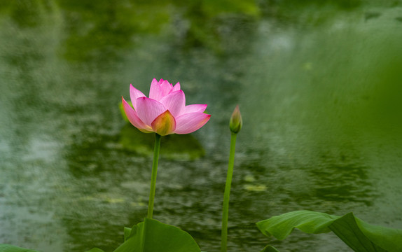 雨中荷花