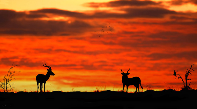 黄昏夕阳小鹿