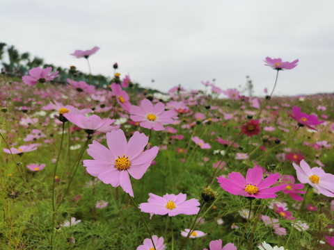 格桑花海