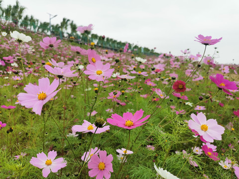 格桑花