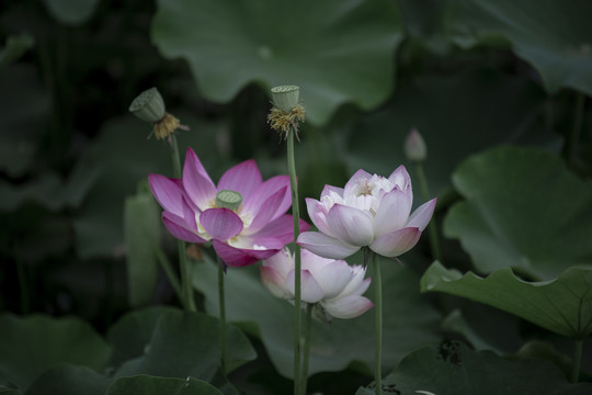 夏至夏日荷花实拍图