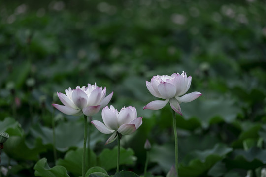 夏至夏日荷花实拍图