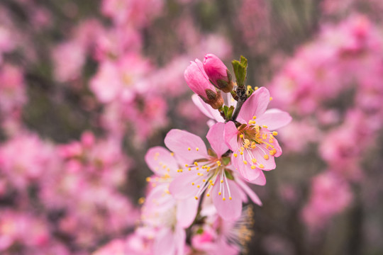 榆叶梅花