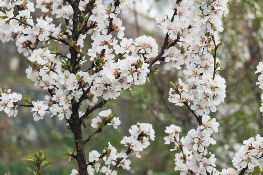 白色榆叶梅花