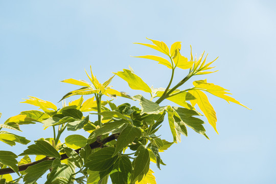 树枝树叶新芽嫩芽