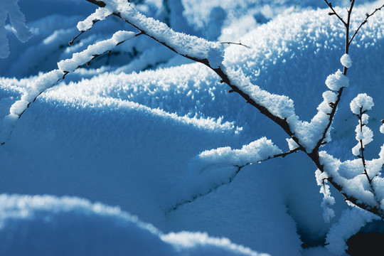 树枝积雪挂雪