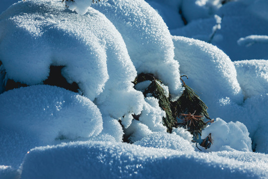 松林雪包积雪