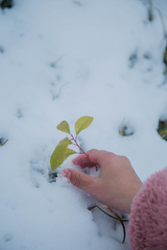 雪地幼苗