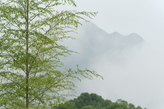 古风写意竹山烟雨云雾