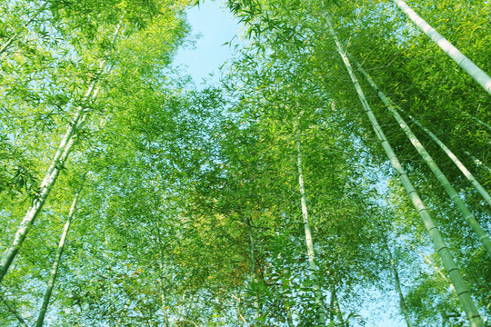 綠竹林