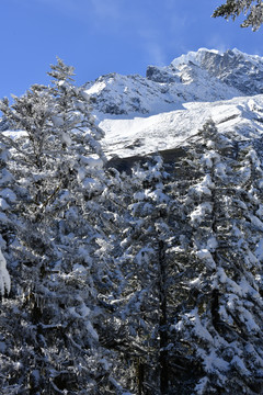 雪山森林