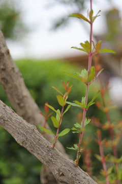 植物发芽