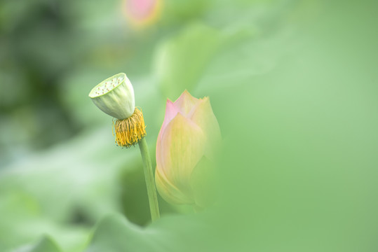 唯美荷花