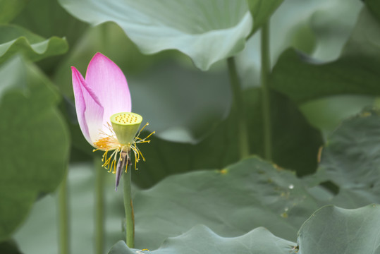 唯美荷花