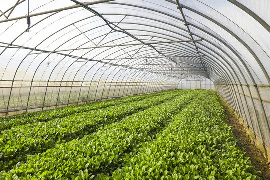 现代农业温室蔬菜种植大棚