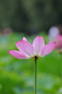 池塘莲花荷花