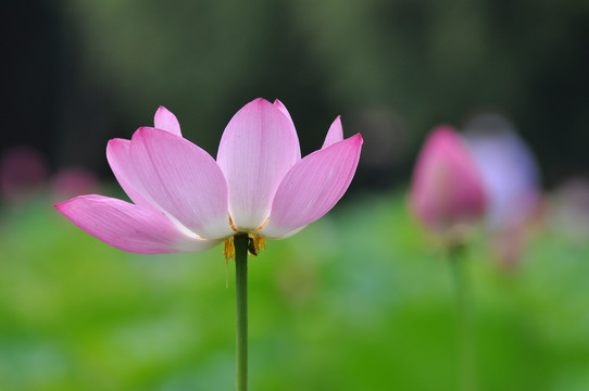 池塘莲花荷花