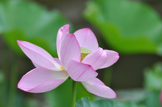 池塘莲花荷花