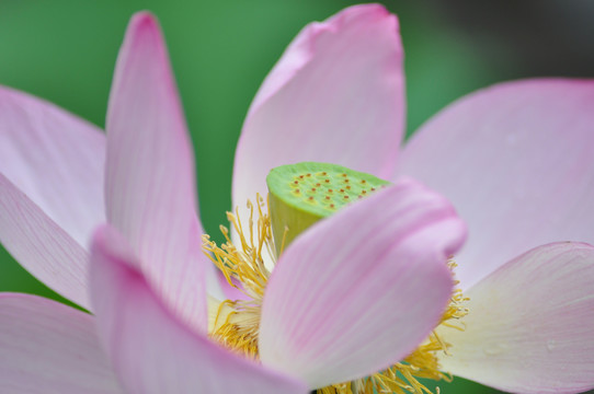 荷花特写莲花特写