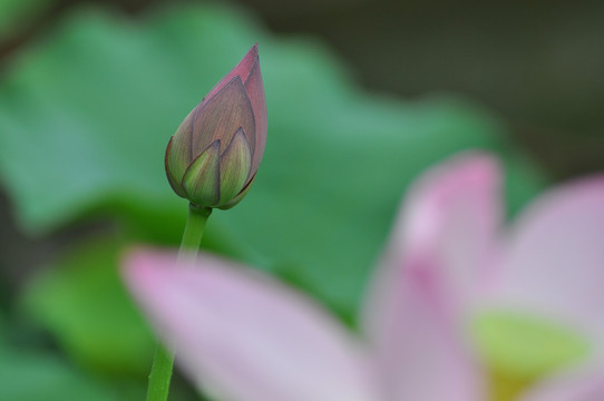 荷花特写莲花特写