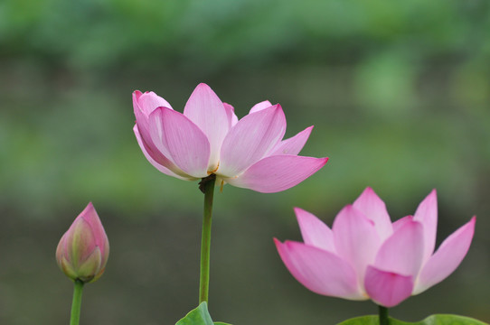 荷花莲花