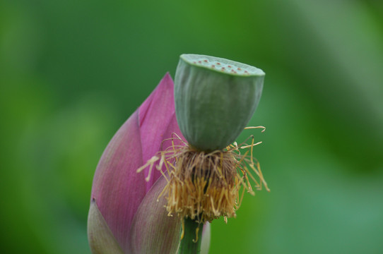 莲蓬荷花莲花