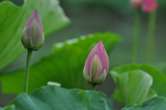 荷花莲花