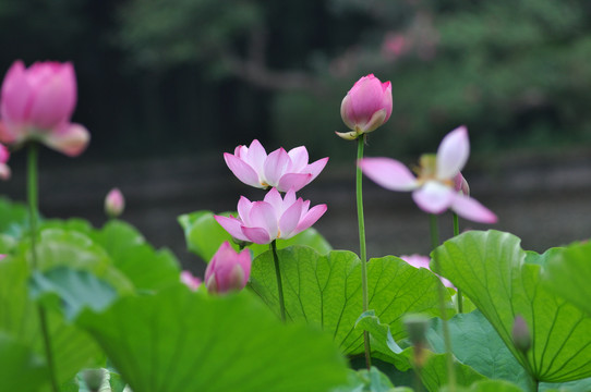 荷花莲花荷花特写